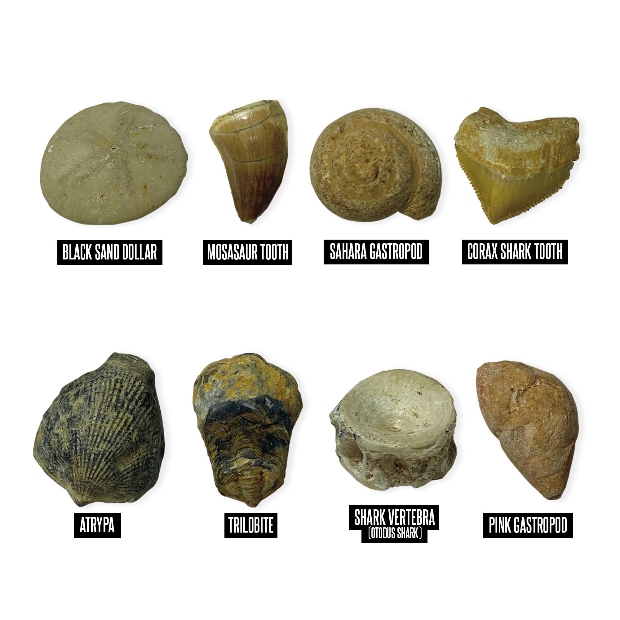 Educational Insights GeoSafari Jr. Fossil Excavation Kit